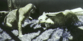 Rufus and Nataiyu rasslin