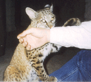 Rufus chewing my arm