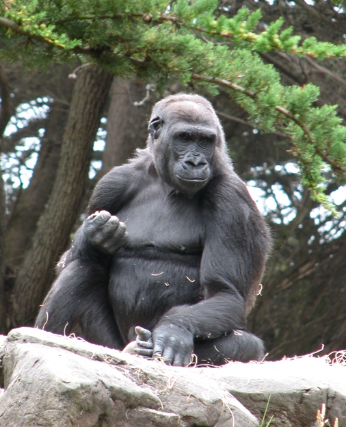 gorilla