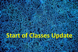 Image of fallen leaves "Start of Classes Update" on a coral blue background