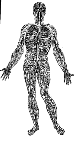 History of the Arteries and Veins