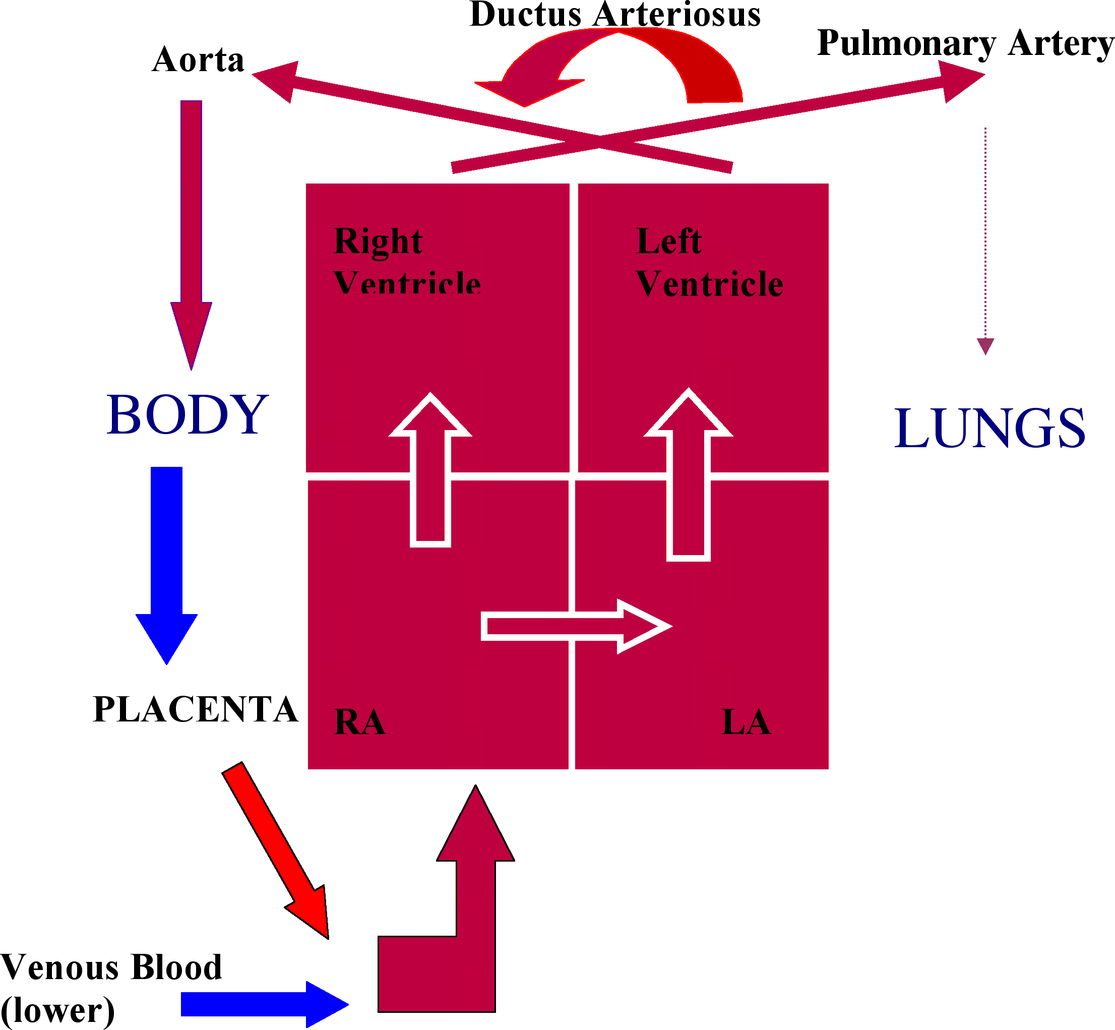Fetal Circulation Flow Chart