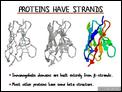 Proteins Have Strands