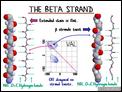 The Beta Strand