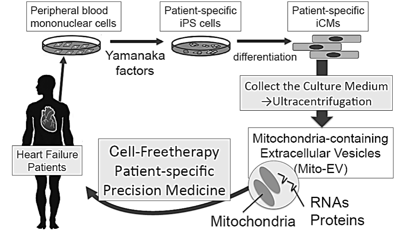 Next Generation Therapy For Heart Failure Mediated Mitochondrial