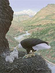 Bald Eagle