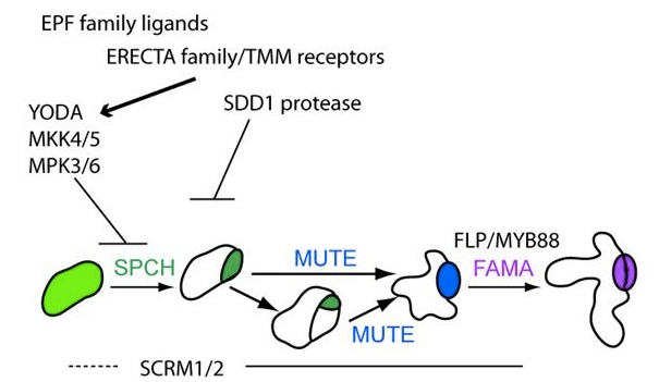 Scheme of major signaling and transcriptional inputs into stomatal development; arrows and T-bars indicate positive and negative effects, respectively, and are directed to the stage in which they have been demonstrated to act.