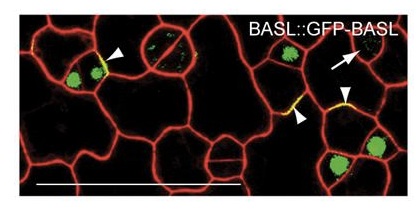 Polarized expression pattern of BASL at cell periphery and in nuclei of asymmetrically dividing stomatal lineage cells