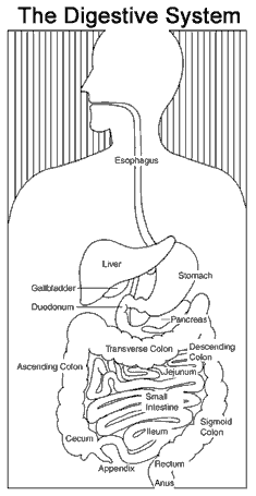 digestion diagram