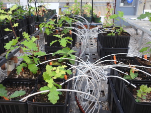 Greenhouse experiment where oak seedlings are subjected to different types of stress