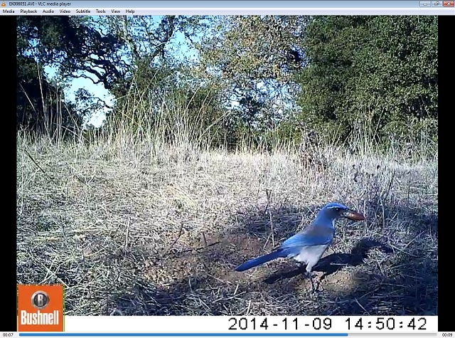 Jay dispersion captured by a trap camera