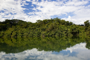 View from outside of restored fragment of Forest Foto: JOAO MARCOS ROSA / Project File