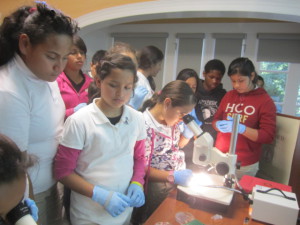 Science in the laboratory: East Palo Alto students conducting observations of embryos under the microscope.