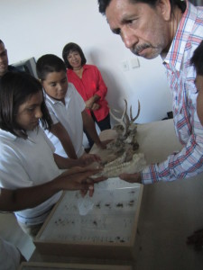 Students examining the skulls of vertebrates to make inferences about their feeding habits and role in the food chain.