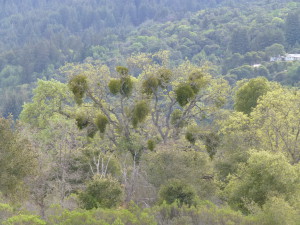 Mistletoe-infected tree at Jasper Ridge. 