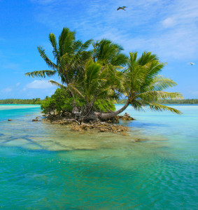 The invasive coconut palm (Cocos nucifera) on Palmyra Atoll in the Central Pacific.