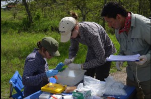 Rodolfo and two undergraduate assistants combing rodents for fleas, Mpala Research Station, Kenya.