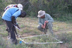 Rodolfo and field assistants sampling vegetation at control sites at Mpala Research Station, Kenya.