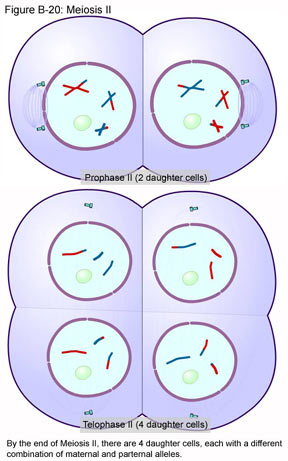 What are the main results of meiosis?