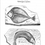 Fossils of two fish from Mundus Subterraneus (1665 edn.) vol. 2, p. 35
