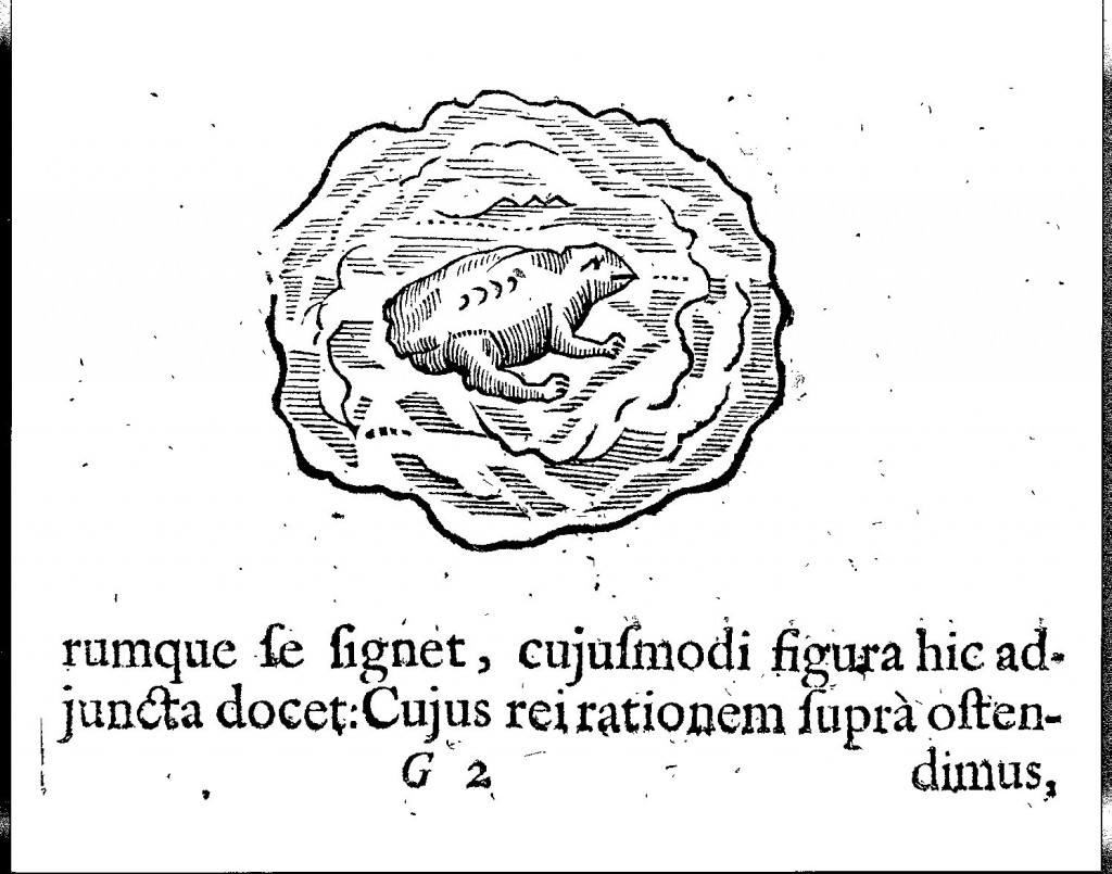 A "toad stone" from Mundus Subterraneus (1665 edn.) vol. 2, p. 51.