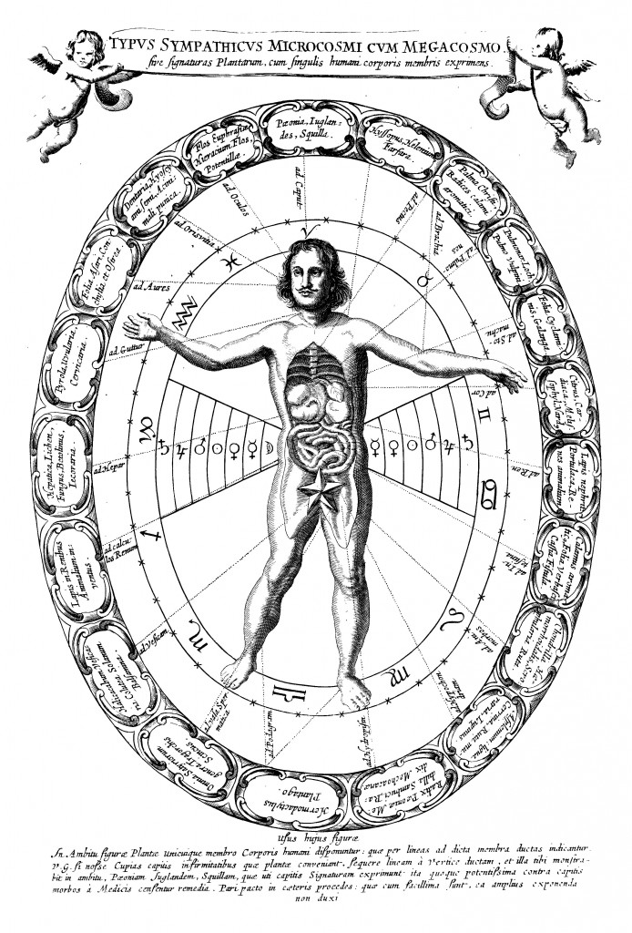 Representation of the sympathies between the microcosm and megacosm, or expressing the signatures of the plants with the members of the human body, from Mundus subterraneus (1665 edn.), vol. 2, p. 406.