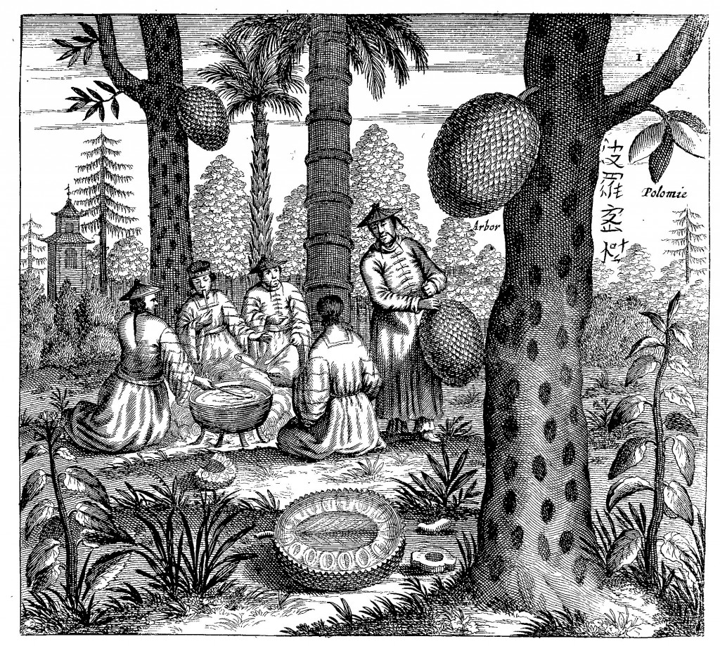 The "polomie" fruit (jackfruit), from China Illustrata, p. 186.