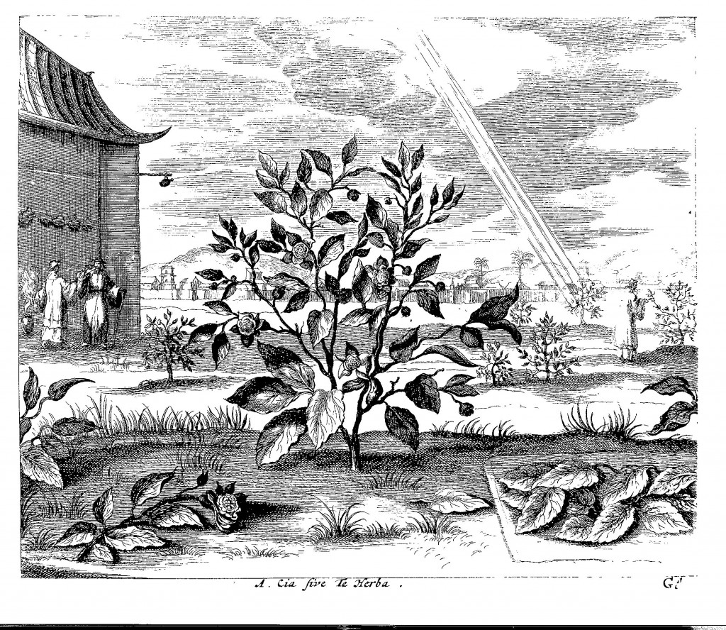 Tea bush, from China Illustrata, p. 179.