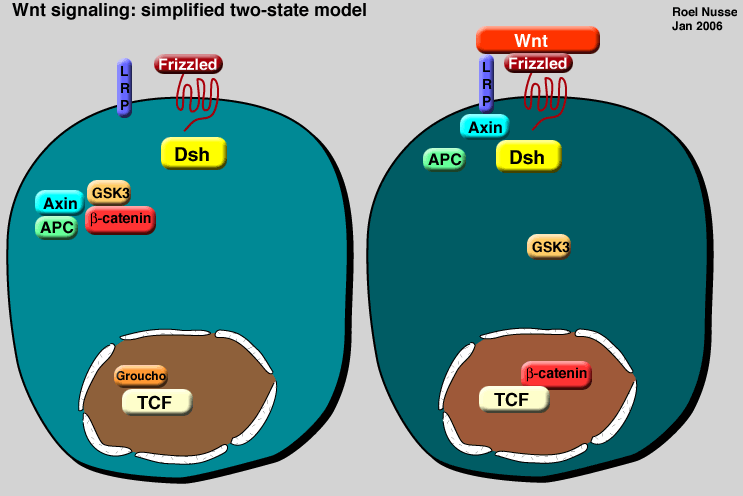 Wnt signaling: a simplified two-state model | The Wnt Homepage