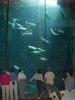 The big tank at the Aquarium