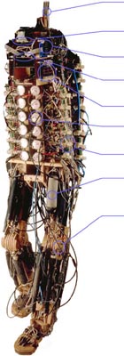 Photograph of legs and torso airmuscles