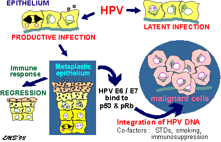 Hpv Cervical Cancer