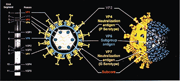 paras3b.gif (28300 bytes)