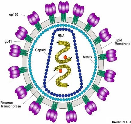 HIV-1 Virion