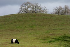 Belted Galloway on a hill in Portola Valley