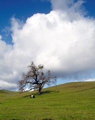 Lone Belted cow and oak, \nPortola Valley