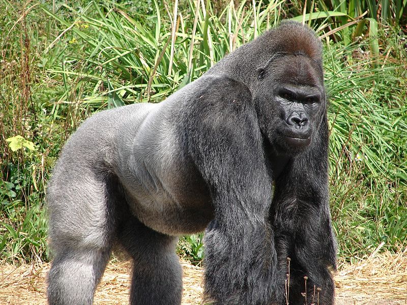 jacked muscle silverback gorilla