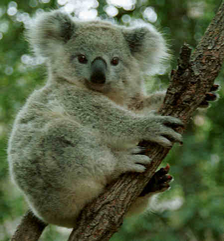 Photos et Images de Koala. 3 076 photographies et images libres de droits de 