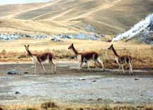 A small group of vicuna, including a yearling