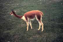 A young vicuna