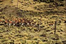 A large group of vicuna, which are being repopulated from the southern Peruvian sierra