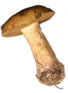 Suillus