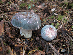 russula