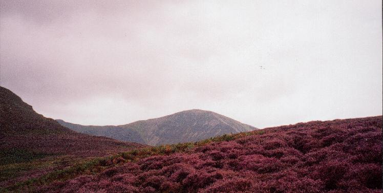 Lakeland Heather