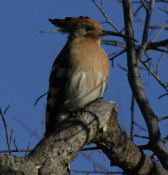 hoopoe