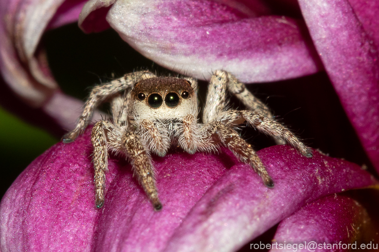 Tiny Jumping Spiders Are Endearing Predators — Menunkatuck Audubon Society