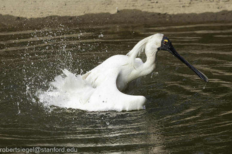 Spoonbills