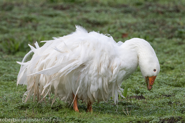 Hellyer County Park (Winter): Take a Gander at these Geese! — Santa Clara  Valley Audubon Society