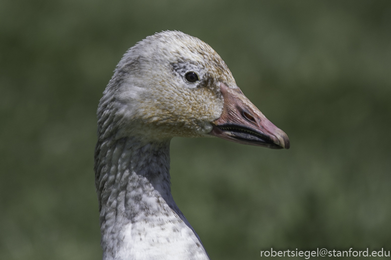 Hellyer County Park (Winter): Take a Gander at these Geese! — Santa Clara  Valley Audubon Society