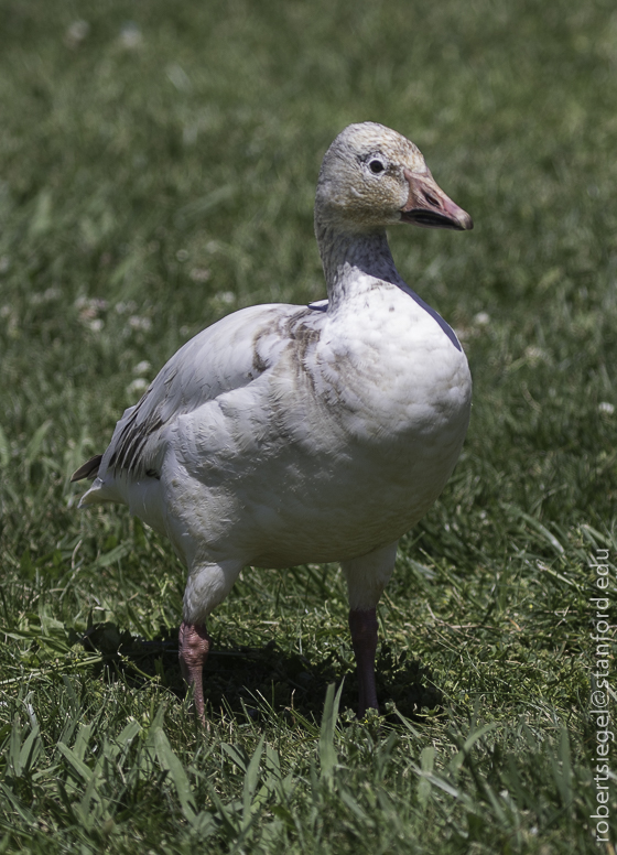 Hellyer County Park (Winter): Take a Gander at these Geese! — Santa Clara  Valley Audubon Society